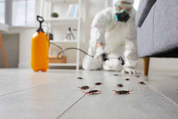 Commercial Rodent Management in St. Ignace